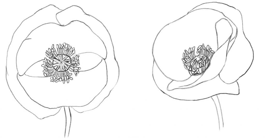 Drawing the anthers of the poppy flower.