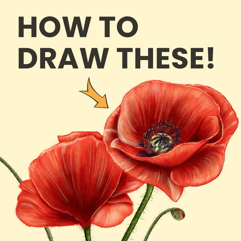 How to draw poppy flowers