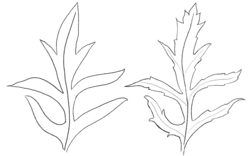 Steps how to draw a poppy leaf.