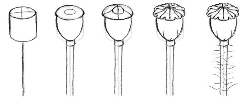 Steps how to draw a poppy seed head.