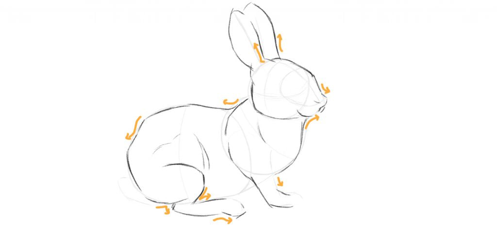 Drawing a rabbit body step two, drawing the outline shapes.