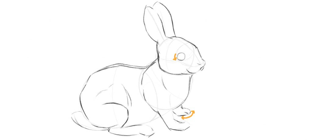 Drawing a rabbit body step three, draw the eyeballs.