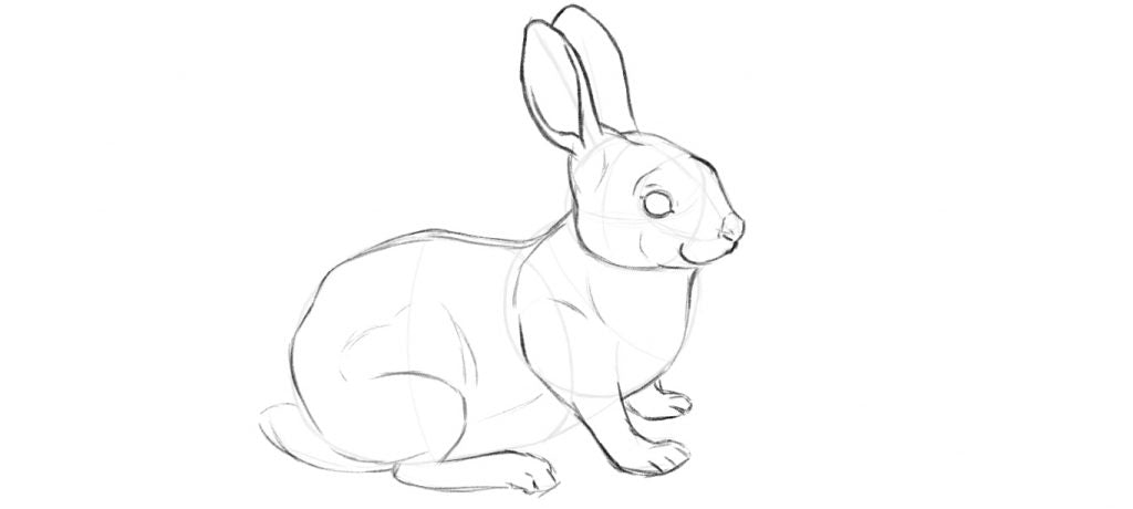 Drawing a rabbit body step four, add the details such as the eyelids, toes, nose and ear folds.