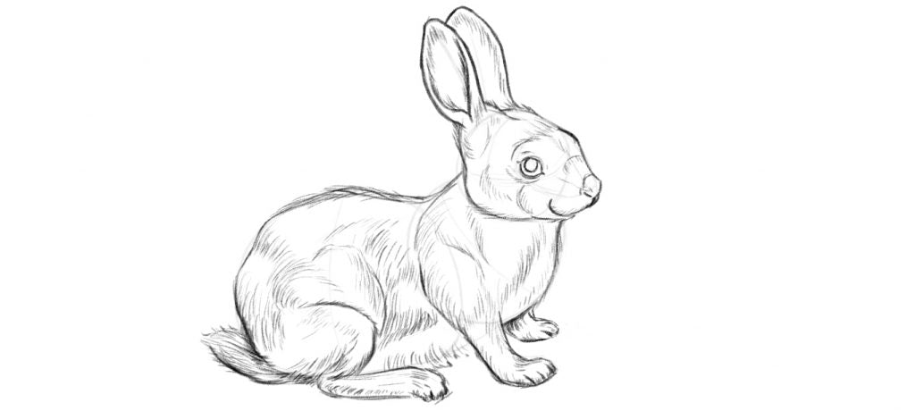 Drawing a rabbit body step five, add the folds and details of the fur.