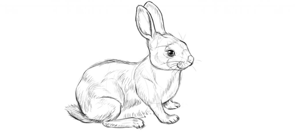Drawing a rabbit body step six, colouring the eyes and adding the whiskers.