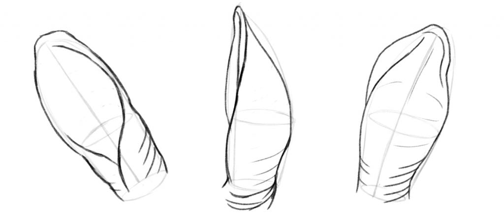 Drawing a rabbit ear. Adding some thickness to the structures.