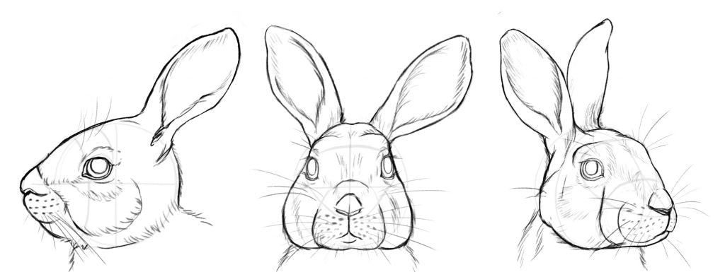 Drawing a rabbit face, adding the whiskers, mouth and nose.