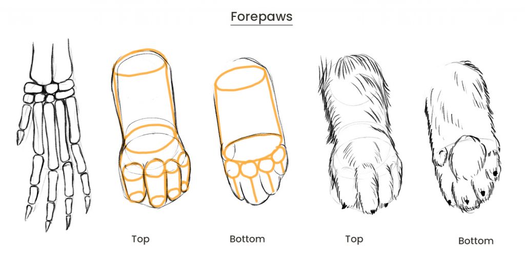 Drawing the forepaws of a rabbit.
