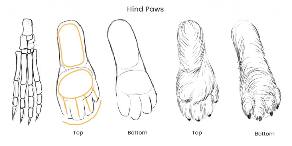 Drawing the hind paws of a rabbit.