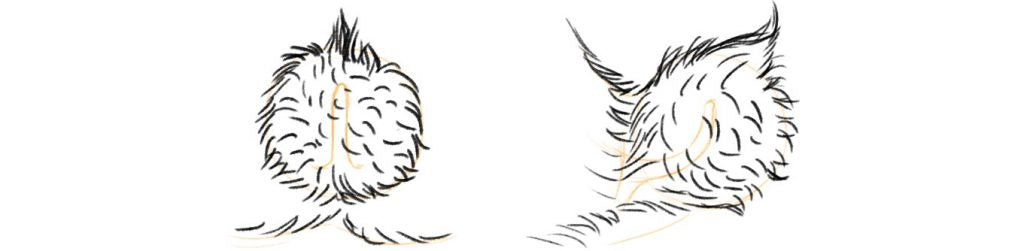 Drawing of the tail of a rabbit.