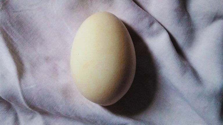 Photo of an egg on a cloth.