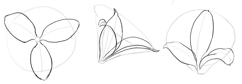 Drawing the Lilys' centermost petals.