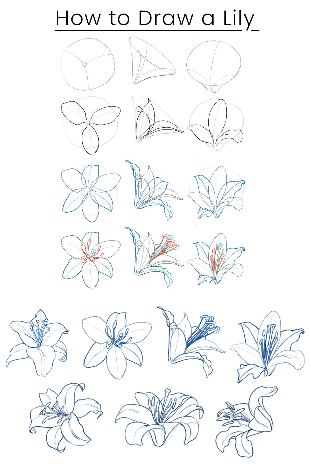 How to draw a Lily Flower