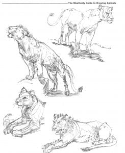 Sketches of lions and lionesses