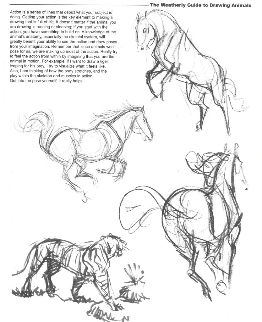 Action poses of animals - Examples of horses and a tiger.