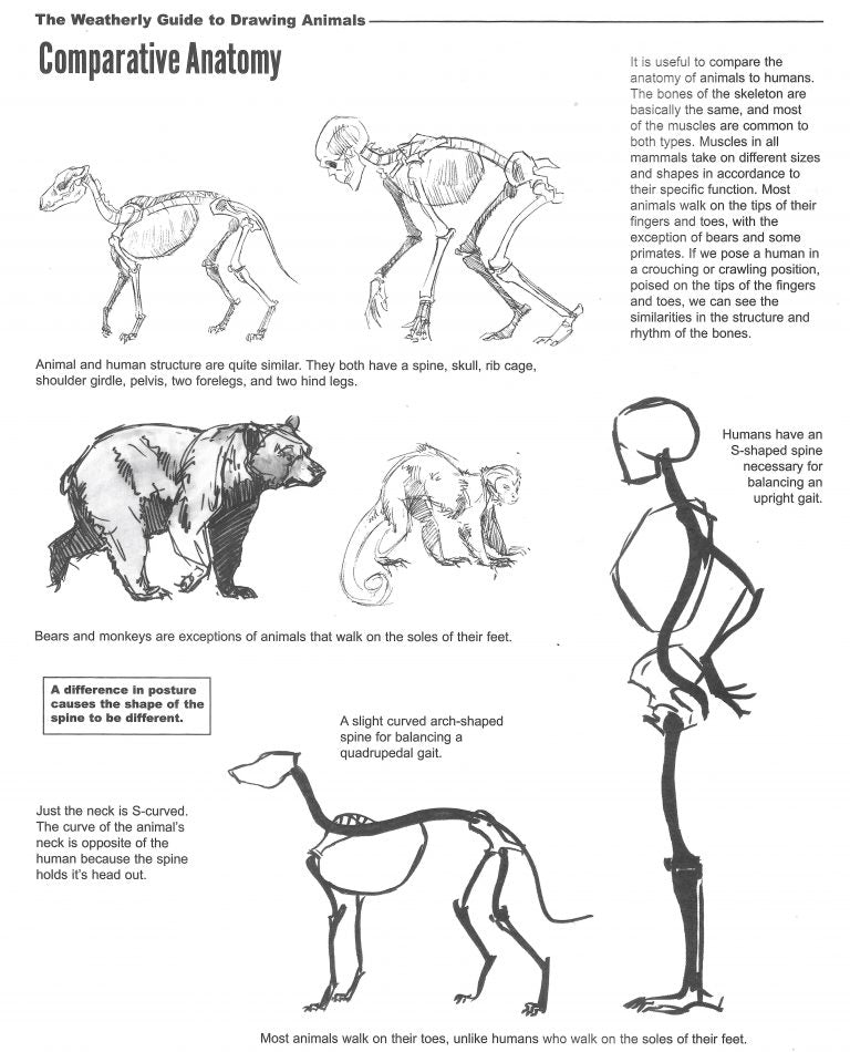 Comparative anatomy of animals and humans