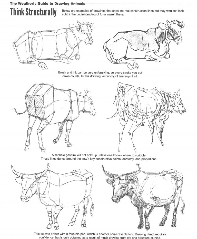 How to draw cows and bovines