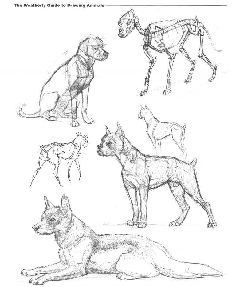How to draw dogs