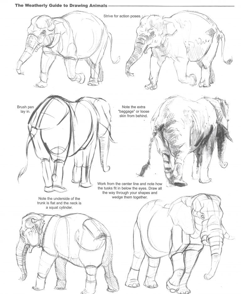 Drawing Animals for Beginners - Part 1 - Structure & Form 