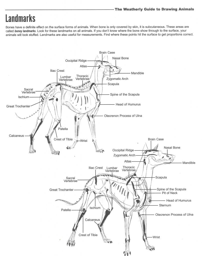 Draw animals using landmarks of the anatomy of the animal.