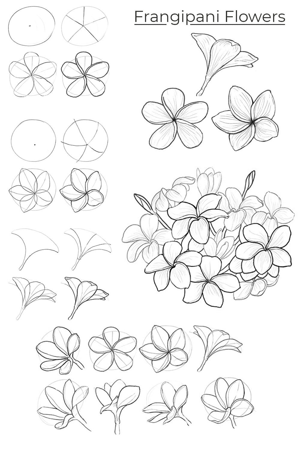how to draw frangipani flowers