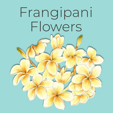 How to draw Frangipani Flowers