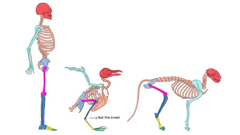 Comparison of a human skeleton versus a bird versus a cat.