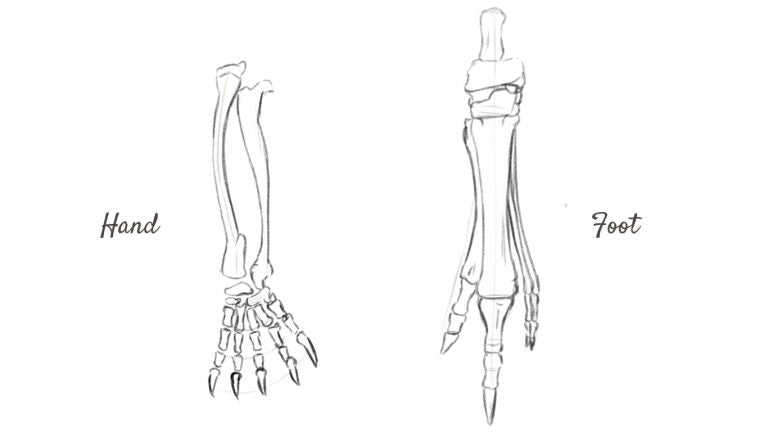 Kangaroo arm and foot anatomy.
