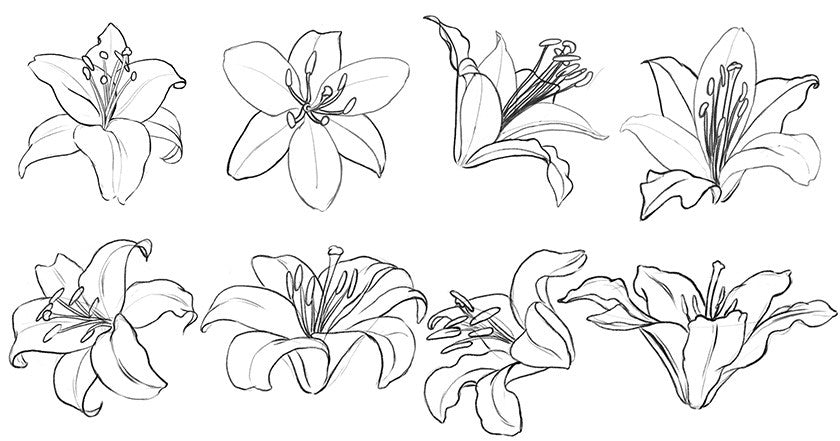 Lily flowers drawn in different angles.