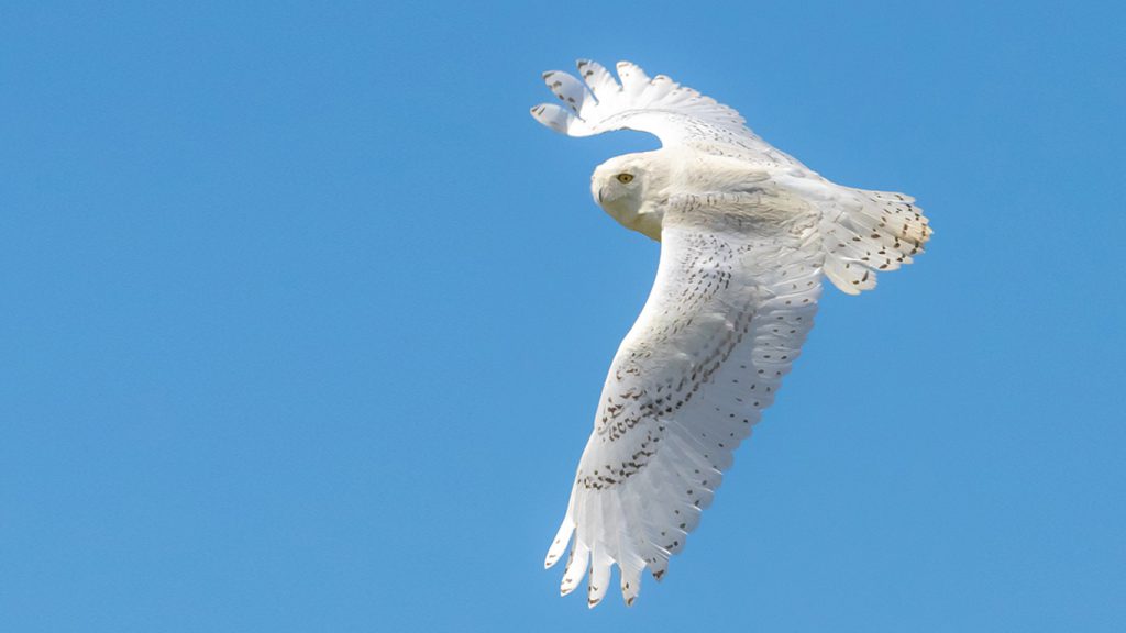 White Owl flying, their wing feathers are designed in a manner that allows them to fly in almost absolute silence.