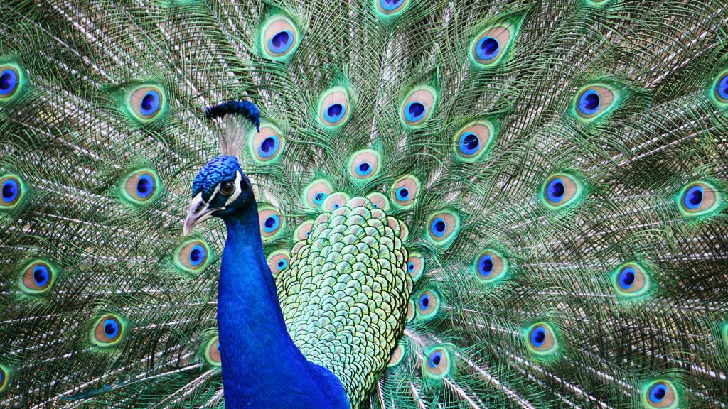 Peacock fanning out its feathers