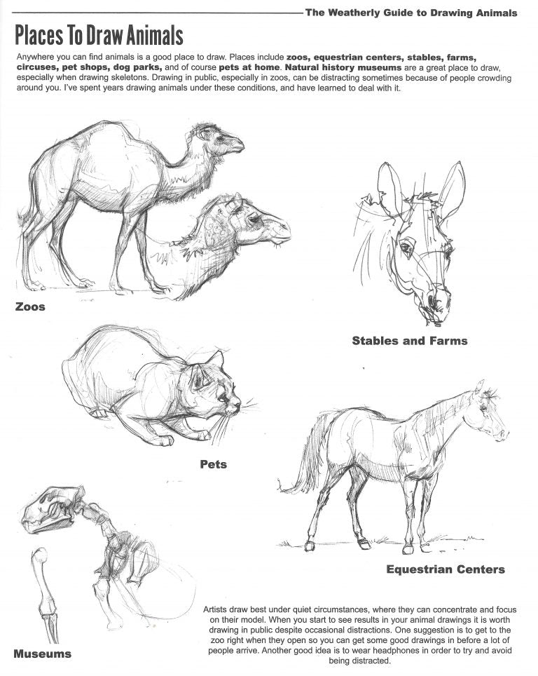 Places to Draw Animals