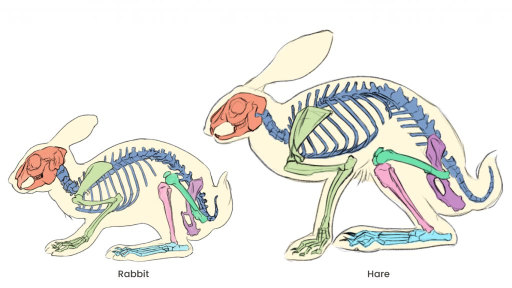 Hare vs Rabbit anatomy study for artists.