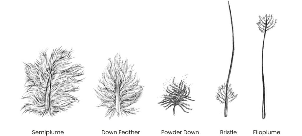 Examples of Semiplume, Down Feathers, Powder Down, Bristle and Filoplume feathers.
