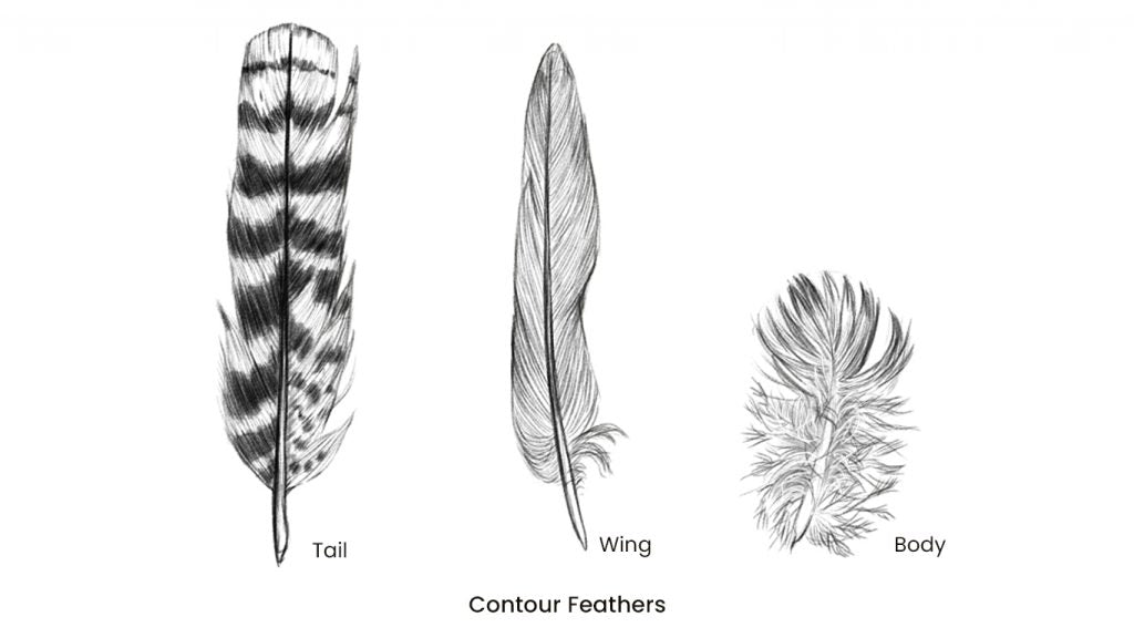Examples of Contour Feathers.