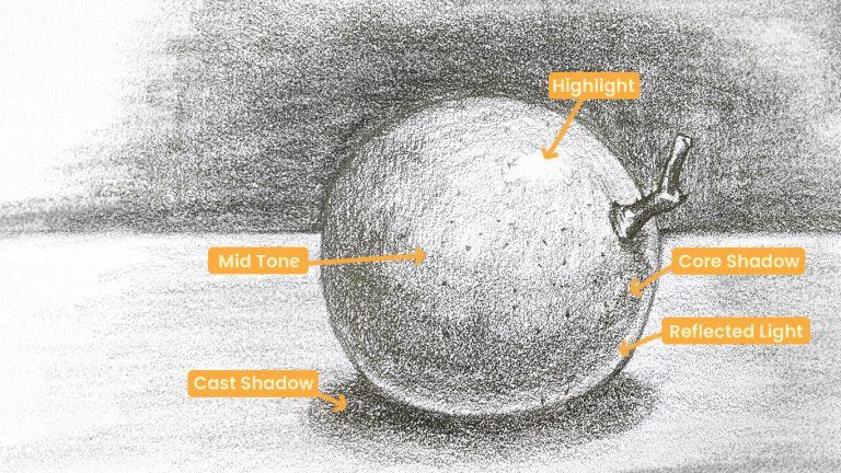 Drawing of a fruit in pencil showing the types of values you will see when drawing.