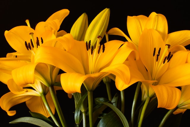 Yellow lilies.