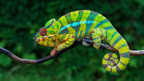 multicoloured chameleon lizard on a branch with forest in the background