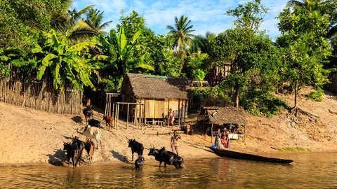 Fishing village with people, cattle, huts and boats by the shoreline