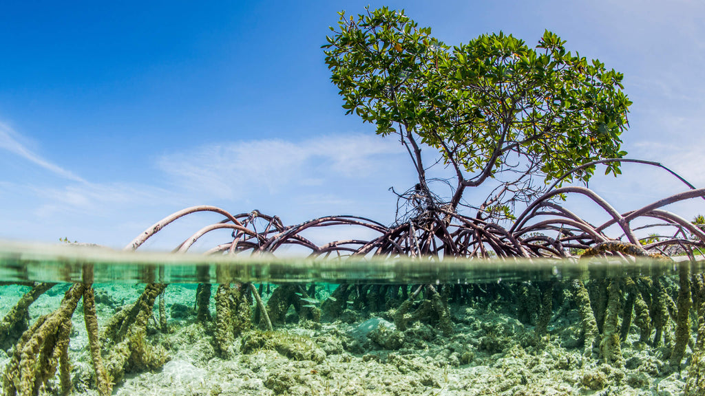 Madagascan mangrove tree with fishes in the roots