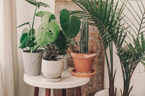 Row of houseplants in their ceramic pots in the sun