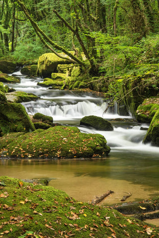 Energetic river flowing through a lush green forest