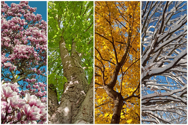 Four seasons represented by a tree in blossom, with lush green leaves, in autumnal orange leaves and covered in snow