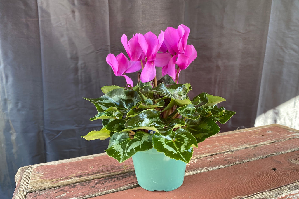 https://cdn.shopify.com/s/files/1/0446/2689/products/Cyclamen_1024x1024.jpg?v=1610910254