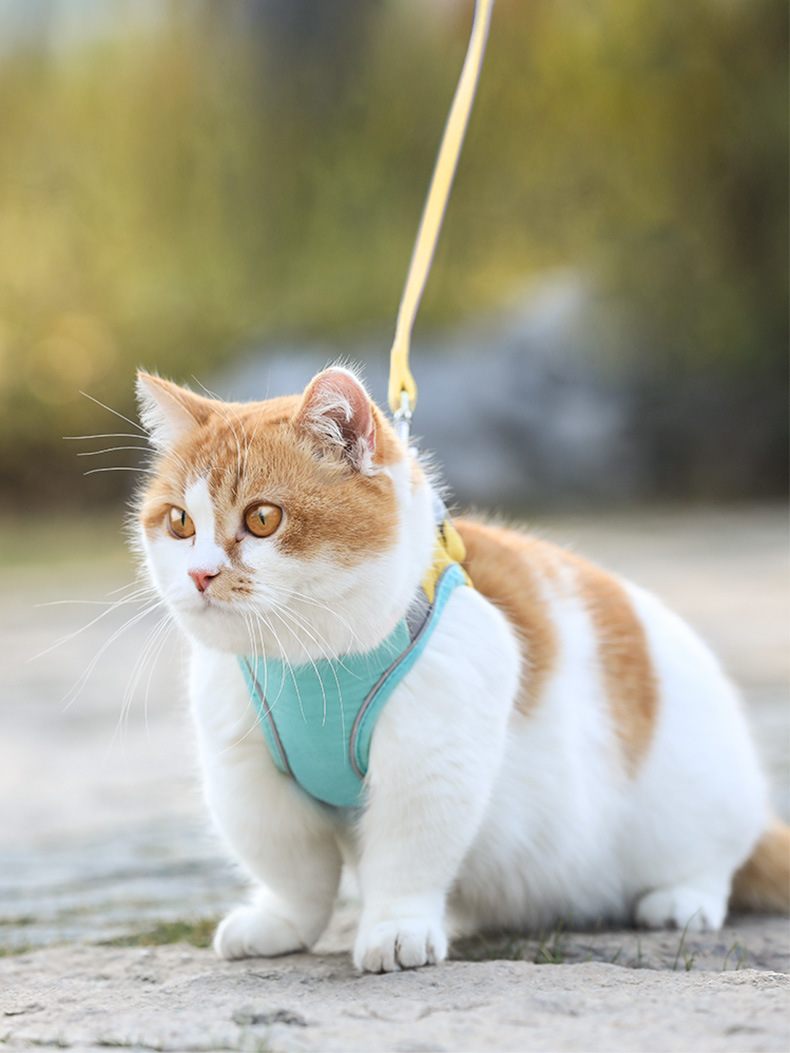 Imagem Ilustrativa de um gato indo passear com a coleira