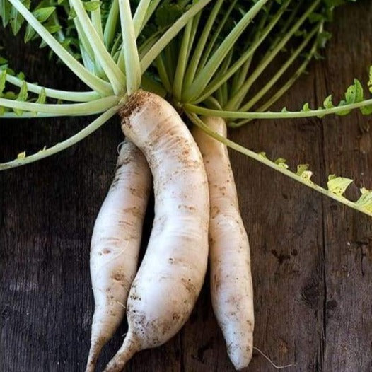 Daikon Radish Bunch Streamsideorganics