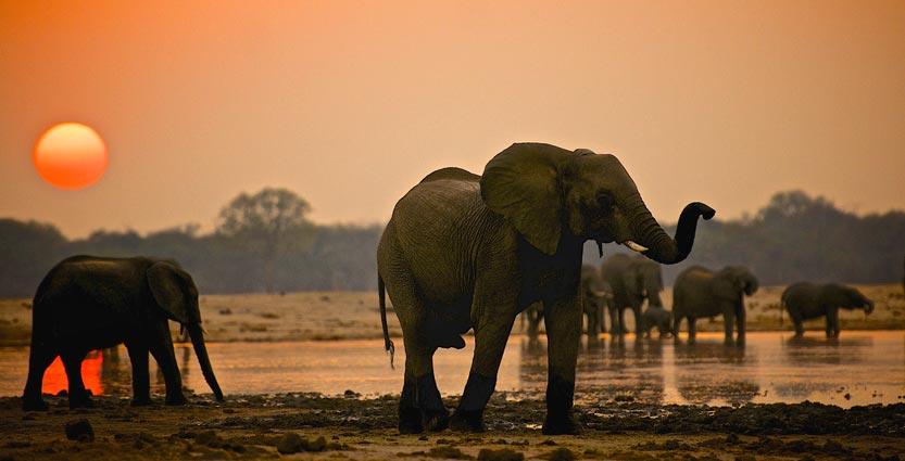 Eastern Africa-Elephant at sunset-Dilwana-African craft market