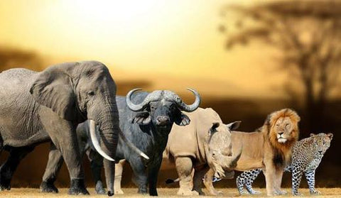 The big five Africa