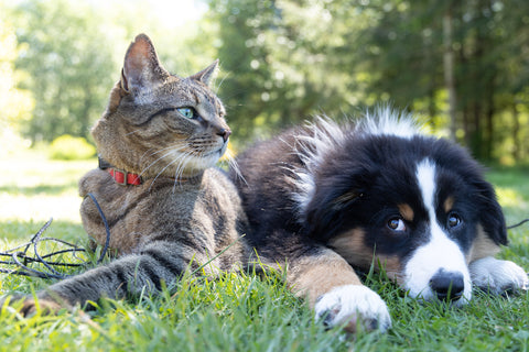 Cat and dog laying down outside