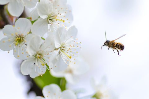 Bumblebee pollinating a flower